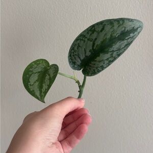 Silver Pothos cutting